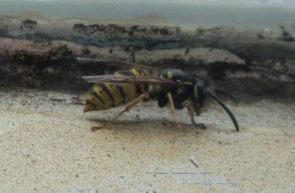 Wasp on my Window